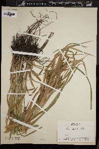 Carex scabrata image