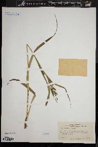 Carex scabrata image