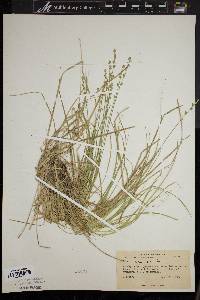 Carex seorsa image