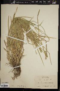 Carex sparganioides image