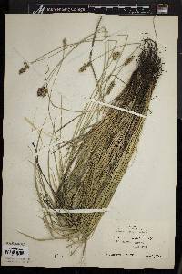 Carex spicata image