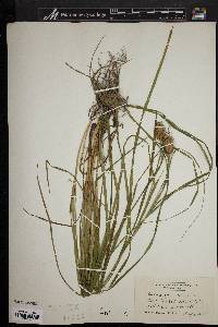 Carex squarrosa image