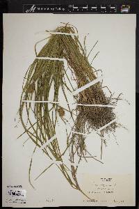 Carex squarrosa image