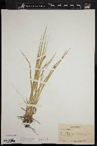 Carex squarrosa image