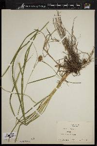 Carex squarrosa image