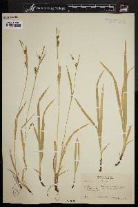 Carex styloflexa image