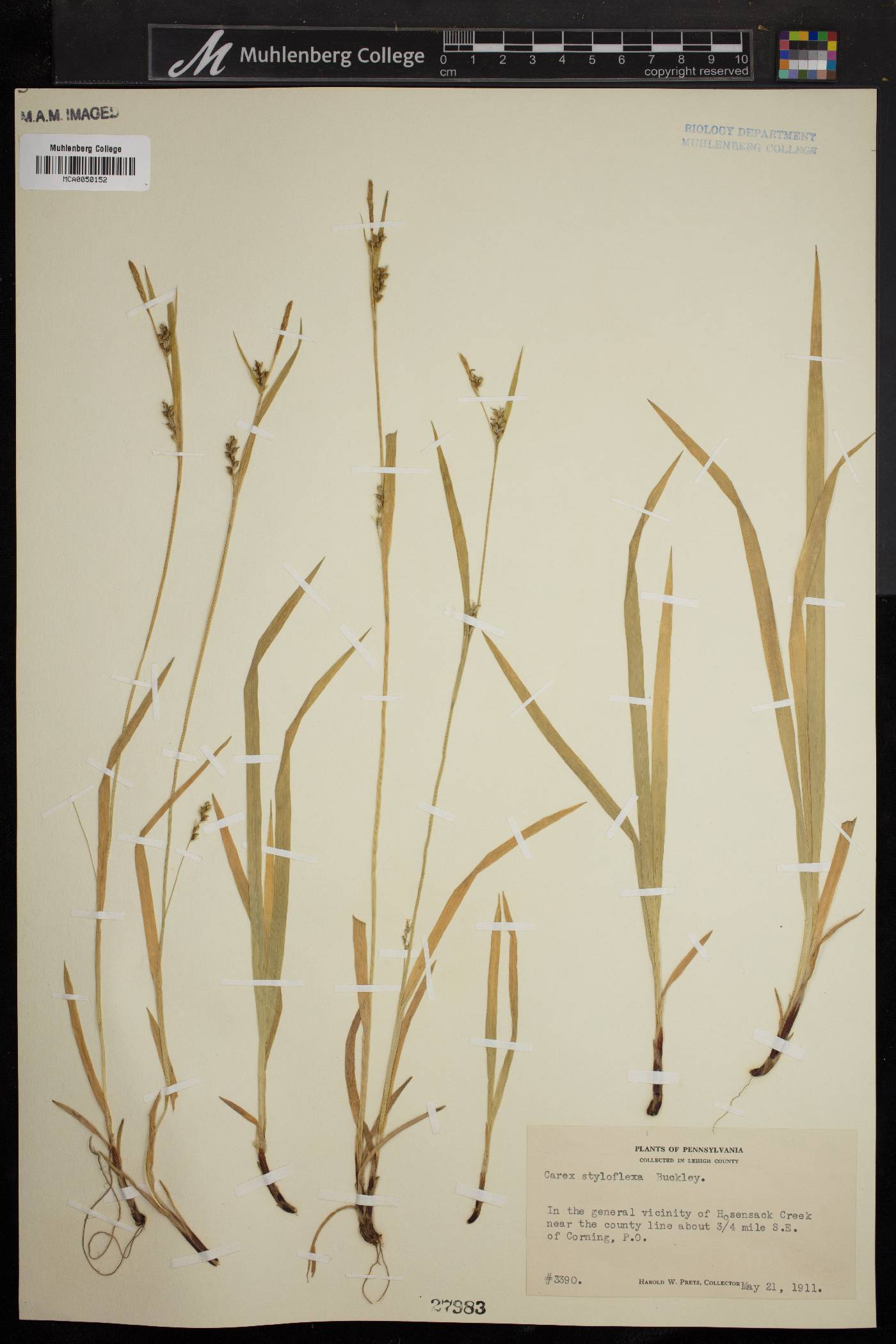 Carex styloflexa image