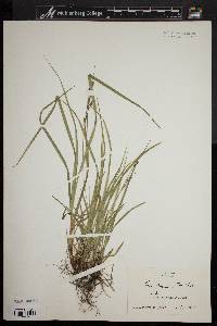 Carex swanii image