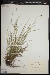 Carex swanii image