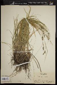 Carex swanii image