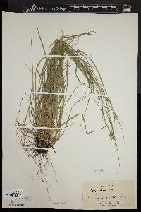 Carex swanii image