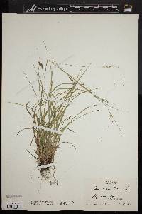 Carex swanii image