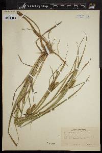 Carex trichocarpa image