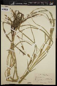 Carex trichocarpa image