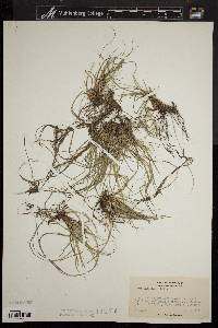 Carex umbellata image