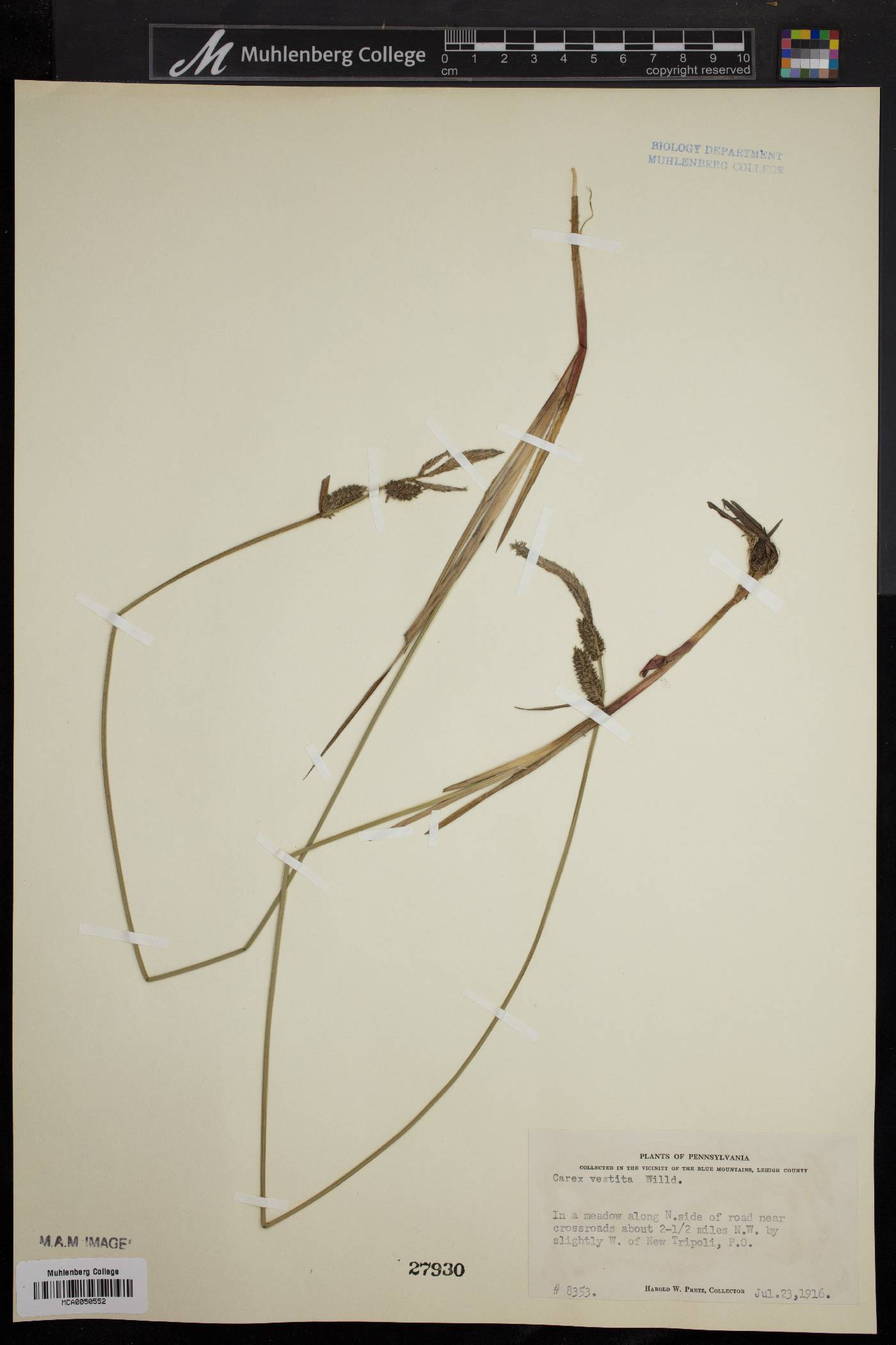 Carex vestita image