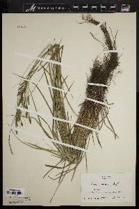 Carex virescens image