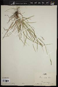 Carex virescens image