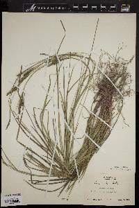 Carex virescens image