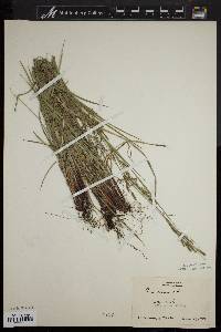 Carex virescens image