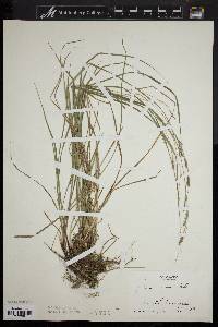 Carex virescens image