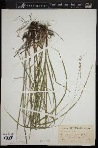 Carex virescens image