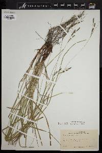 Carex virescens image