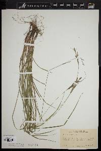 Carex virescens image