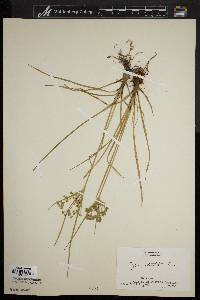 Cyperus dentatus image