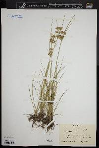 Cyperus dentatus image