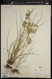 Cyperus dentatus image