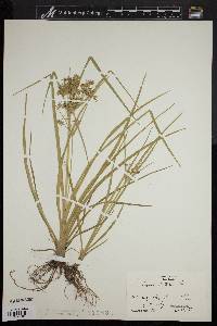 Cyperus dentatus image