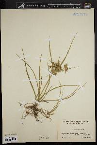 Cyperus dentatus image