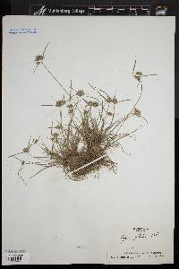 Cyperus filiculmis image