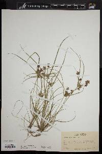 Cyperus bipartitus image