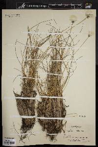 Eriophorum callitrix image