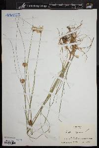 Eriophorum virginicum image