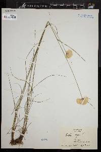 Eriophorum virginicum image
