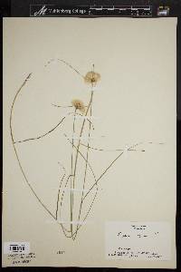 Eriophorum virginicum image