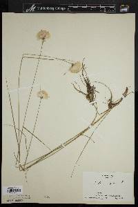 Eriophorum virginicum image