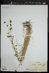 Rhynchospora capitellata image