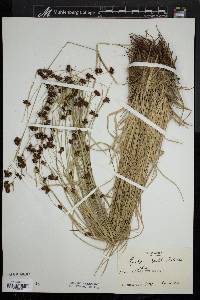 Rhynchospora capitellata image