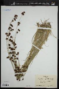 Rhynchospora capitellata image