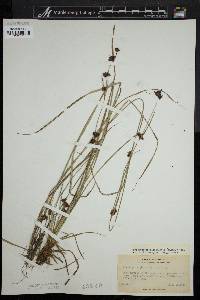 Rhynchospora capitellata image