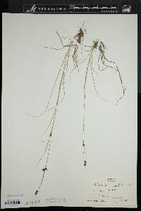 Rhynchospora capitellata image