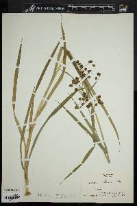 Scirpus atrocinctus image