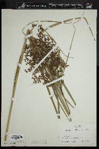 Scirpus atrocinctus image