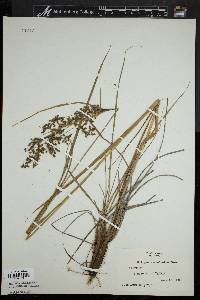 Scirpus atrocinctus image