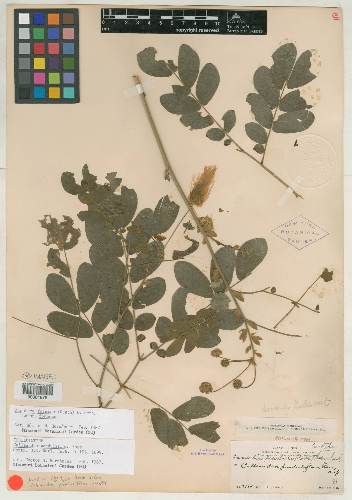 Calliandra penduliflora image