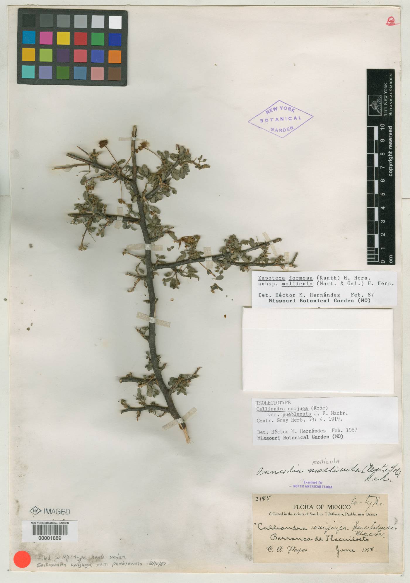 Zapoteca formosa subsp. mollicula image